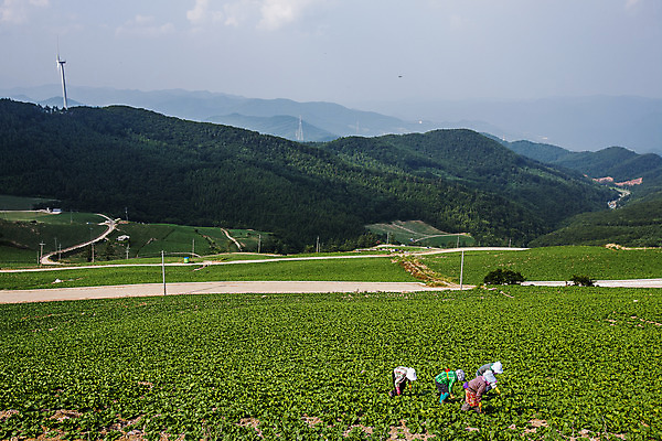 포토 JPG 주간 여자 산 풍경 여러명 성인 야외 풍력에너지 언덕 강원도 배추밭 태백 고랭지배추 국내포토 자연요소 다수 밭 한국 사람 그린에너지 배추 파일형식