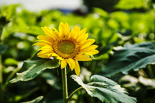 포토 JPG 주간 해바라기 풍경 사람없음 야외 아웃포커스 강원도 태백 국내포토 자연요소 꽃 한국 촬영기법 파일형식
