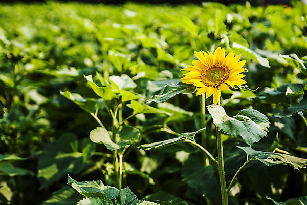 포토 JPG 주간 해바라기 풍경 사람없음 야외 아웃포커스 강원도 태백 국내포토 자연요소 꽃 한국 촬영기법 파일형식
