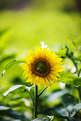 포토 JPG 주간 해바라기 풍경 사람없음 야외 아웃포커스 강원도 태백 국내포토 자연요소 꽃 한국 촬영기법 파일형식