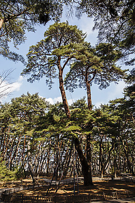 포토 JPG 주간 사람없음 야외 소나무 숲 강원도 영월 국내포토 자연요소 나무 한국 파일형식