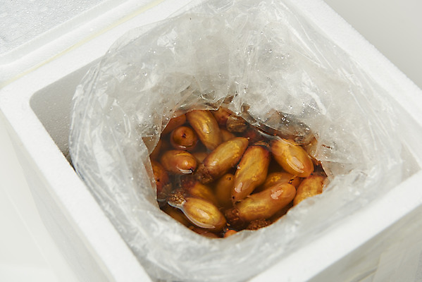 포토 JPG 스튜디오촬영 실내 사람없음 봄 해산물 흰배경 미더덕 비닐포장 스티로폼박스 제철음식 국내포토 계절 음식 백그라운드 포장 내부 상자 수중동물 흰색 제철 파일형식