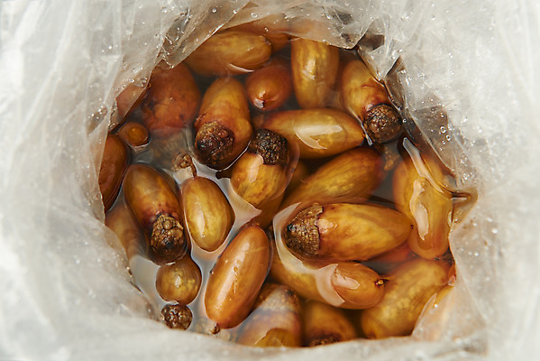 포토 JPG 스튜디오촬영 실내 근접촬영 사람없음 하이앵글 봄 해산물 미더덕 비닐포장 제철음식 국내포토 계절 음식 뷰포인트 포장 내부 수중동물 제철 파일형식