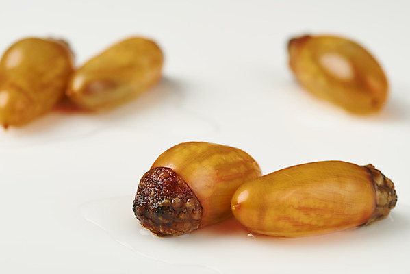 포토 JPG 스튜디오촬영 실내 근접촬영 사람없음 아웃포커스 봄 해산물 흰배경 미더덕 제철음식 국내포토 계절 음식 뷰포인트 백그라운드 촬영기법 내부 수중동물 흰색 제철 파일형식