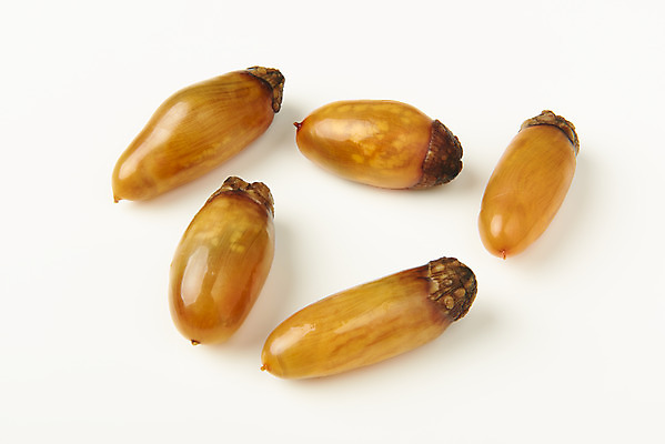 포토 JPG 스튜디오촬영 실내 사람없음 봄 해산물 흰배경 미더덕 제철음식 국내포토 계절 음식 백그라운드 내부 수중동물 흰색 제철 파일형식