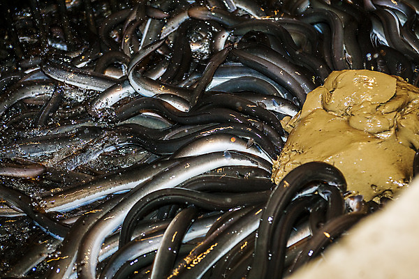 포토 JPG 여러마리 식재료 사람없음 전라북도 양식장 고창 떡밥 풍천장어 국내포토 다수 먹이 전라도 장어 시설 파일형식