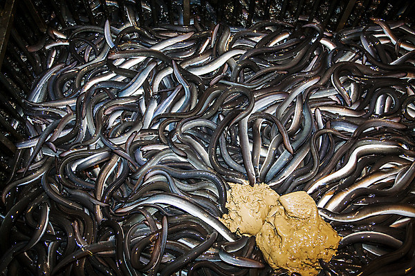 포토 JPG 여러마리 식재료 사람없음 전라북도 양식장 고창 떡밥 풍천장어 국내포토 다수 먹이 전라도 장어 시설 파일형식