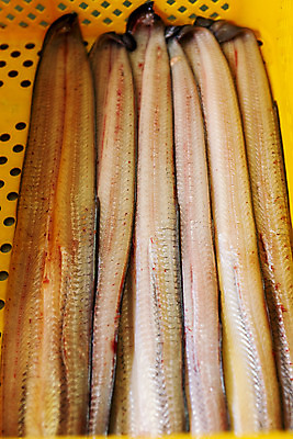 포토 JPG 식재료 사람없음 바구니 전라북도 손질 고창 풍천장어 국내포토 전라도 장어 파일형식