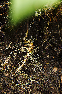 포토 JPG 주간 식재료 사람없음 야외 흙 산삼 소프트포커스 강원도 홍천 국내포토 자연요소 한국 촬영기법 삼 파일형식