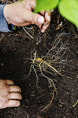 포토 JPG 주간 손 식재료 들기 야외 신체부위 흙 산삼 강원도 홍천 국내포토 자연요소 모션 한국 사람 삼 파일형식