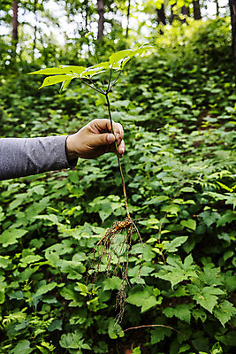 포토 JPG 주간 손 식재료 들기 야외 아웃포커스 신체부위 산삼 강원도 홍천 국내포토 자연요소 모션 한국 촬영기법 사람 삼 파일형식