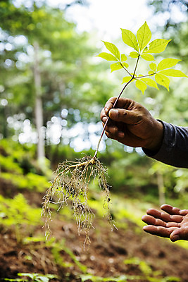 포토 JPG 주간 손 식재료 들기 야외 아웃포커스 신체부위 산삼 강원도 홍천 국내포토 자연요소 모션 한국 촬영기법 사람 삼 파일형식