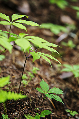 포토 JPG 주간 줄기 잎 식재료 사람없음 야외 아웃포커스 산삼 강원도 홍천 국내포토 자연요소 식물 한국 촬영기법 삼 파일형식