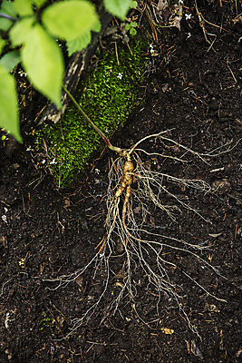포토 JPG 주간 줄기 잎 식재료 사람없음 야외 흙 산삼 강원도 홍천 국내포토 자연요소 식물 한국 삼 파일형식