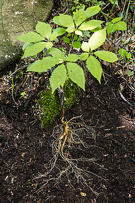 포토 JPG 주간 잎 식재료 사람없음 야외 흙 산삼 강원도 홍천 국내포토 자연요소 식물 한국 삼 파일형식