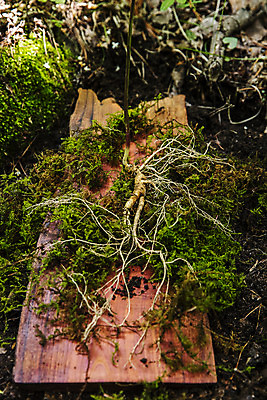 포토 JPG 식재료 이끼 사람없음 아웃포커스 산삼 강원도 나무판자 홍천 국내포토 한국 촬영기법 목재 삼 파일형식