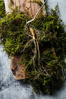 포토 JPG 줄기 식재료 이끼 사람없음 산삼 강원도 나무판자 홍천 국내포토 식물 한국 목재 삼 파일형식