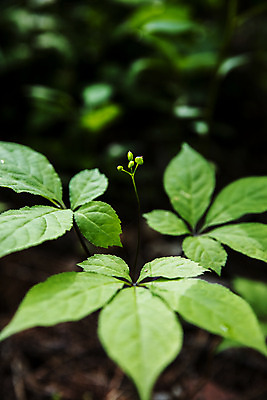 포토 JPG 주간 잎 식재료 사람없음 야외 아웃포커스 산삼 강원도 홍천 국내포토 자연요소 식물 한국 촬영기법 삼 파일형식