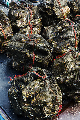 포토 JPG 주간 식재료 사람없음 야외 굴 그물 경상남도 섬진강 하동 국내포토 자연요소 어패류 경상도 파일형식