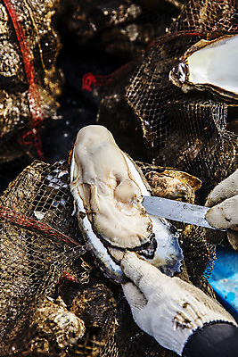 포토 JPG 주간 손 장갑 식재료 들기 야외 아웃포커스 신체부위 굴 그물 칼 경상남도 손질 섬진강 하동 국내포토 자연요소 잡화 모션 어패류 촬영기법 사람 경상도 파일형식