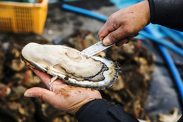 포토 JPG 주간 손 식재료 들기 야외 아웃포커스 신체부위 굴 칼 경상남도 손질 섬진강 하동 국내포토 자연요소 모션 어패류 촬영기법 사람 경상도 파일형식