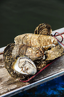 포토 JPG 주간 식재료 사람없음 야외 굴 경상남도 섬진강 하동 국내포토 자연요소 어패류 경상도 파일형식