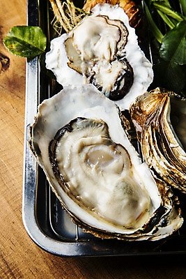 포토 JPG 식재료 근접촬영 사람없음 굴 경상남도 섬진강 하동 나무배경 국내포토 뷰포인트 백그라운드 어패류 경상도 파일형식