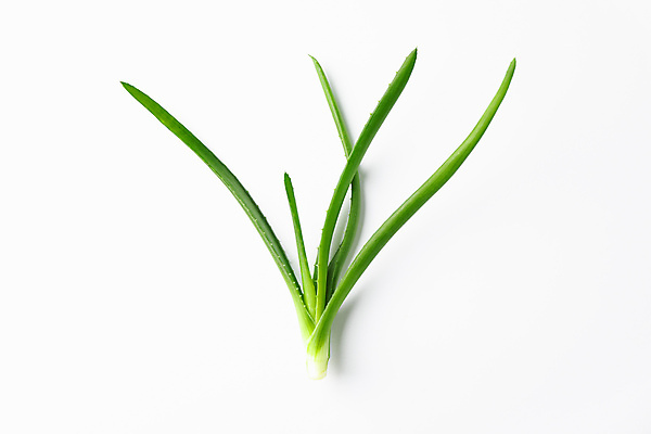 포토 JPG 해외이미지 스튜디오촬영 실내 사람없음 하이앵글 흰배경 알로에 해외포토 식물 뷰포인트 백그라운드 내부 흰색 파일형식