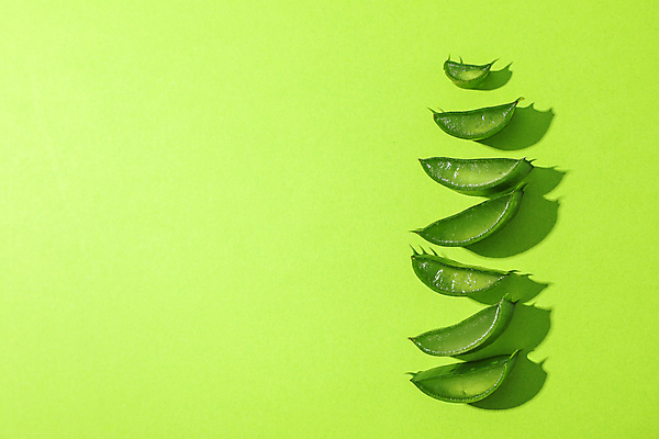 포토 JPG 해외이미지 스튜디오촬영 실내 사람없음 하이앵글 알로에 초록배경 해외포토 식물 뷰포인트 백그라운드 내부 초록색 파일형식