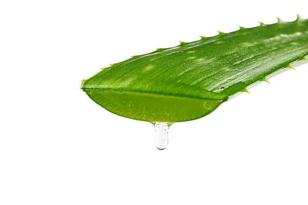 포토 JPG 해외이미지 스튜디오촬영 실내 사람없음 물방울 흰배경 알로에 해외포토 식물 백그라운드 내부 흰색 파일형식