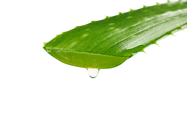 포토 JPG 해외이미지 스튜디오촬영 실내 사람없음 물방울 흰배경 알로에 해외포토 식물 백그라운드 내부 흰색 파일형식