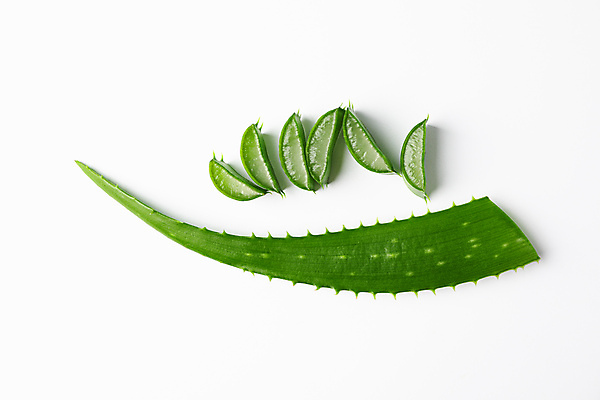 포토 JPG 해외이미지 스튜디오촬영 실내 사람없음 하이앵글 흰배경 알로에 해외포토 식물 뷰포인트 백그라운드 내부 흰색 파일형식