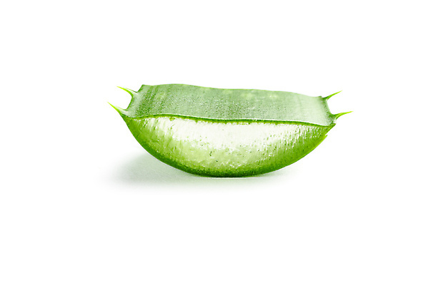 포토 JPG 해외이미지 스튜디오촬영 실내 사람없음 흰배경 알로에 해외포토 식물 백그라운드 내부 흰색 파일형식