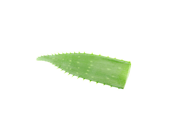 포토 JPG 해외이미지 스튜디오촬영 실내 사람없음 흰배경 알로에 해외포토 식물 백그라운드 내부 흰색 파일형식