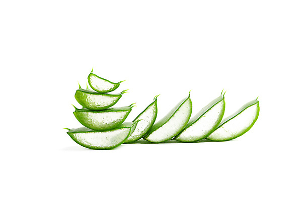 포토 JPG 해외이미지 스튜디오촬영 실내 사람없음 흰배경 알로에 해외포토 식물 백그라운드 내부 흰색 파일형식