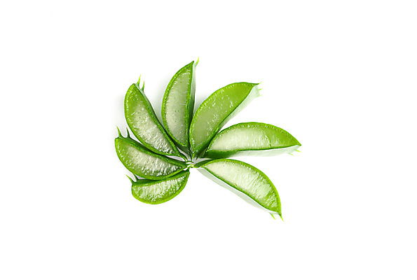 포토 JPG 해외이미지 스튜디오촬영 실내 사람없음 흰배경 알로에 해외포토 식물 백그라운드 내부 흰색 파일형식