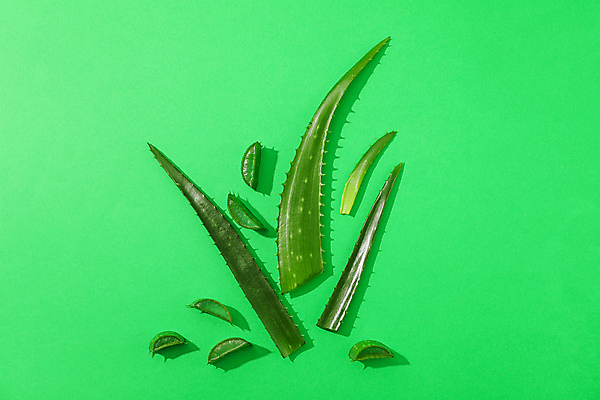 포토 JPG 해외이미지 스튜디오촬영 실내 사람없음 하이앵글 알로에 초록배경 해외포토 식물 뷰포인트 백그라운드 내부 초록색 파일형식