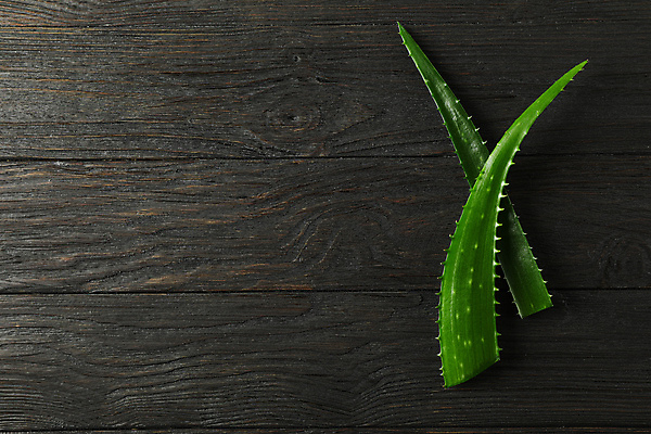 포토 JPG 해외이미지 스튜디오촬영 검은배경 실내 사람없음 알로에 해외포토 식물 백그라운드 내부 검은색 파일형식