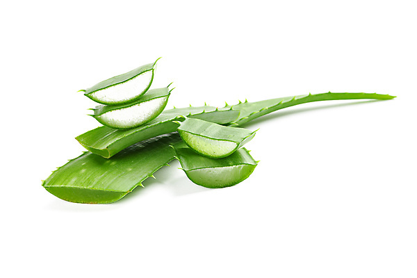 포토 JPG 해외이미지 스튜디오촬영 실내 사람없음 흰배경 알로에 해외포토 식물 백그라운드 내부 흰색 파일형식