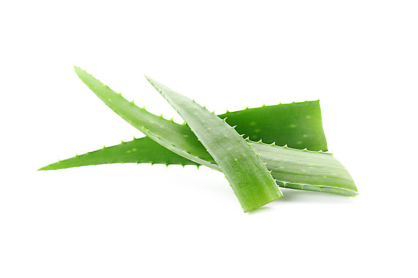 포토 JPG 해외이미지 스튜디오촬영 실내 사람없음 흰배경 알로에 해외포토 식물 백그라운드 내부 흰색 파일형식