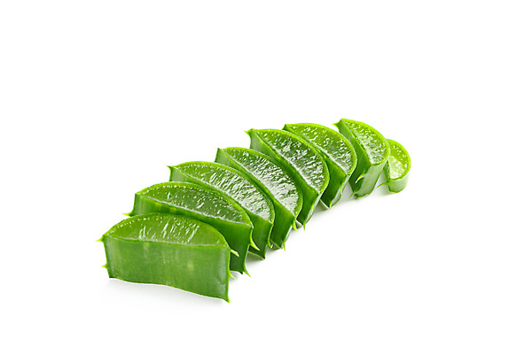 포토 JPG 해외이미지 스튜디오촬영 실내 사람없음 흰배경 알로에 해외포토 식물 백그라운드 내부 흰색 파일형식