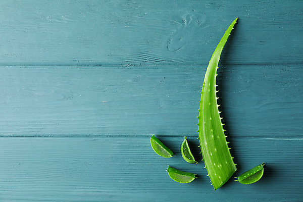 포토 JPG 해외이미지 스튜디오촬영 실내 사람없음 하이앵글 파란배경 알로에 해외포토 식물 뷰포인트 백그라운드 내부 파란색 파일형식