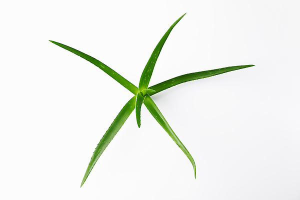 포토 JPG 해외이미지 스튜디오촬영 실내 사람없음 흰배경 알로에 해외포토 식물 백그라운드 내부 흰색 파일형식