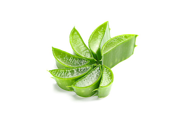 포토 JPG 해외이미지 스튜디오촬영 실내 사람없음 흰배경 알로에 해외포토 식물 백그라운드 내부 흰색 파일형식