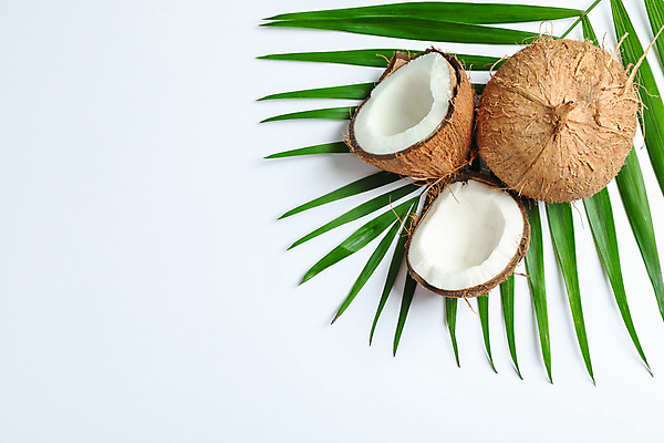 포토 JPG 해외이미지 잎 단면 실내 사람없음 열대과일 흰배경 코코넛 해외포토 식물 백그라운드 과일 내부 흰색 파일형식