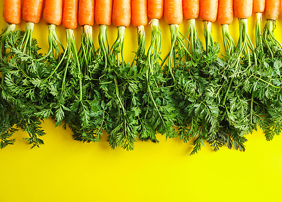 포토 JPG 해외이미지 사람없음 당근 일렬 노란배경 해외포토 백그라운드 뿌리채소 노란색 파일형식