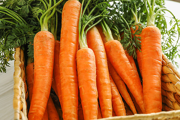 포토 JPG 해외이미지 근접촬영 사람없음 바구니 당근 담기 해외포토 뷰포인트 모션 뿌리채소 파일형식