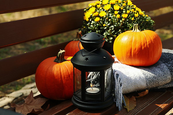 포토 JPG 해외이미지 주간 꽃 낙엽 벤치 호박 사람없음 야외 가을 램프 담요 추수감사절 해외포토 자연요소 식물 계절 기독교 잎 채소 의자 조명 파일형식