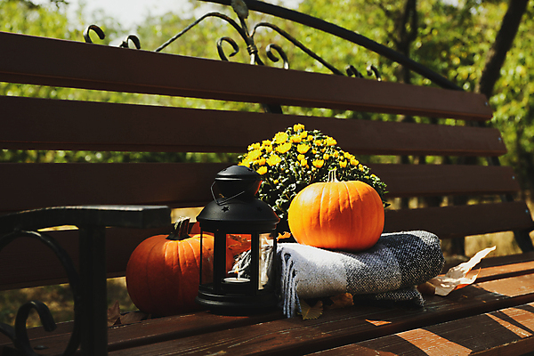 포토 JPG 해외이미지 주간 꽃 낙엽 벤치 호박 사람없음 야외 가을 램프 추수감사절 해외포토 자연요소 식물 계절 기독교 잎 채소 의자 조명 파일형식