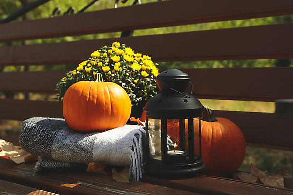 포토 JPG 해외이미지 주간 꽃 낙엽 호박 사람없음 야외 가을 램프 담요 추수감사절 해외포토 자연요소 식물 계절 기독교 잎 채소 조명 파일형식